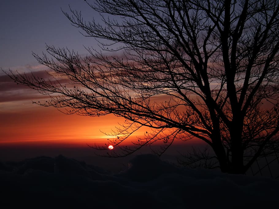 tree, evening, sun, sunset, sky, branch, afterglow, abendstimmung HD wallpaper