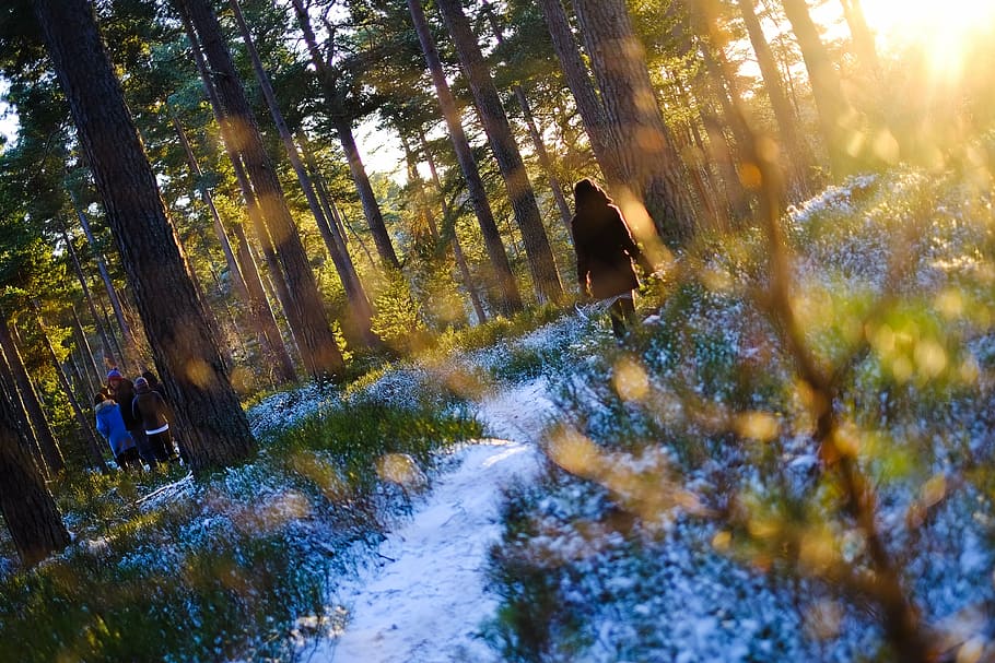 woman walking through forest, trees, nature, snow, cold, winter HD wallpaper