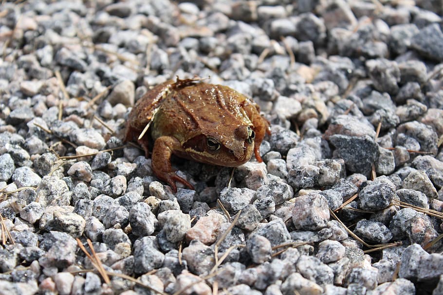 frog, gravel, brown, animal, close-up, toad, amphibian, animal themes, HD wallpaper