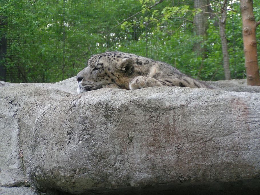 Snow, Leopard, Big, Cat, Carnivore, panthera, predator, feline HD wallpaper