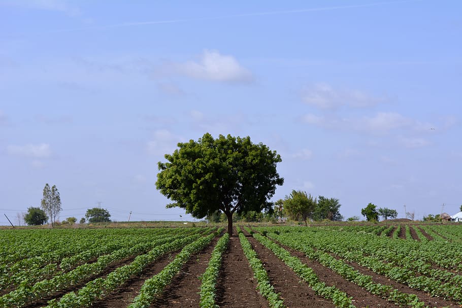 tree, land, green, sky, environment, blue, cloud, plant, field HD wallpaper