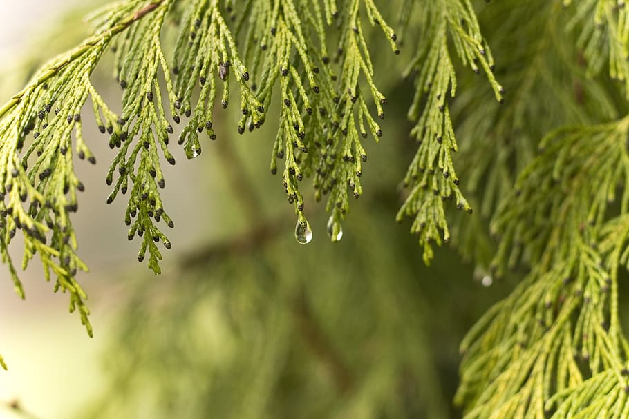 focus photography of water dew in tree leaf, drip, branch, wet HD wallpaper