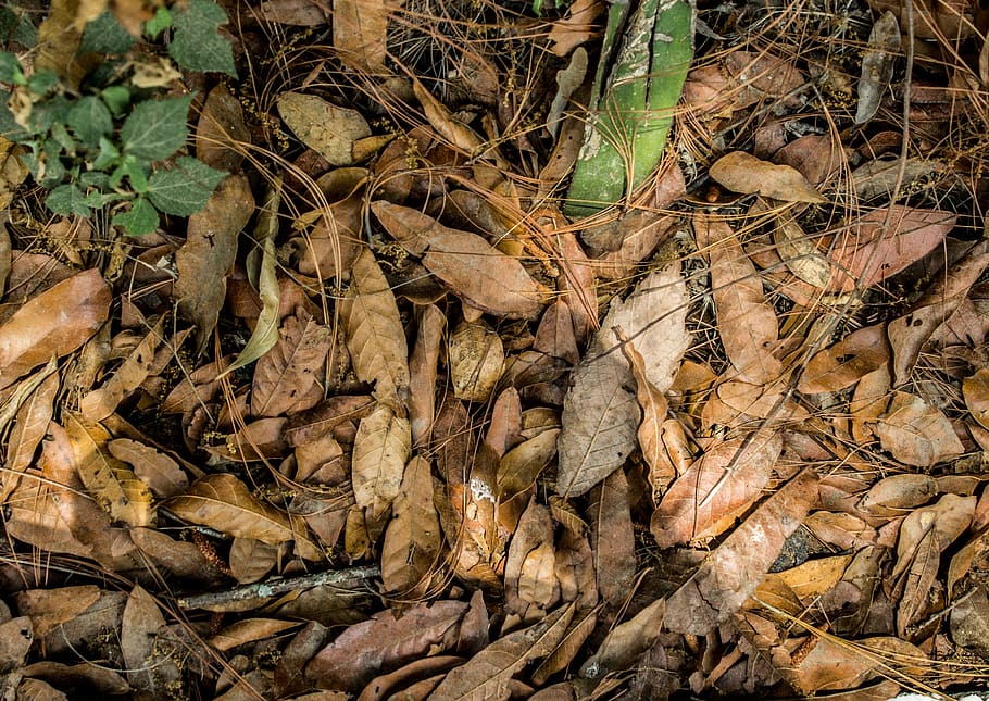 leaves, soil, background, nature, pattern, texture, brown, floor HD wallpaper