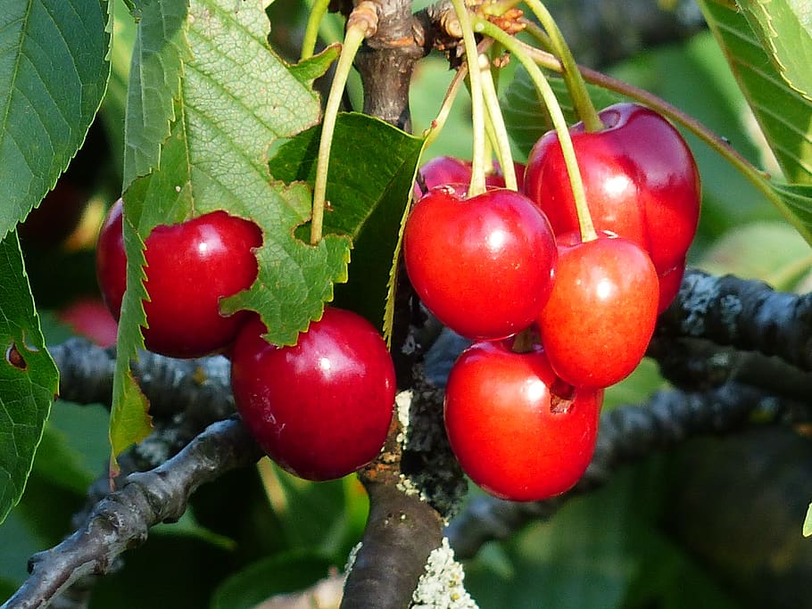 cherry, sweet cherry, red, fruit, healthy, leaves, branch, summer HD wallpaper