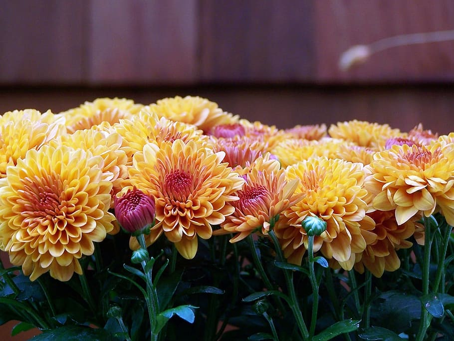 mums, fall, floral, autumn, orange, nature, plant, flower, yellow HD wallpaper