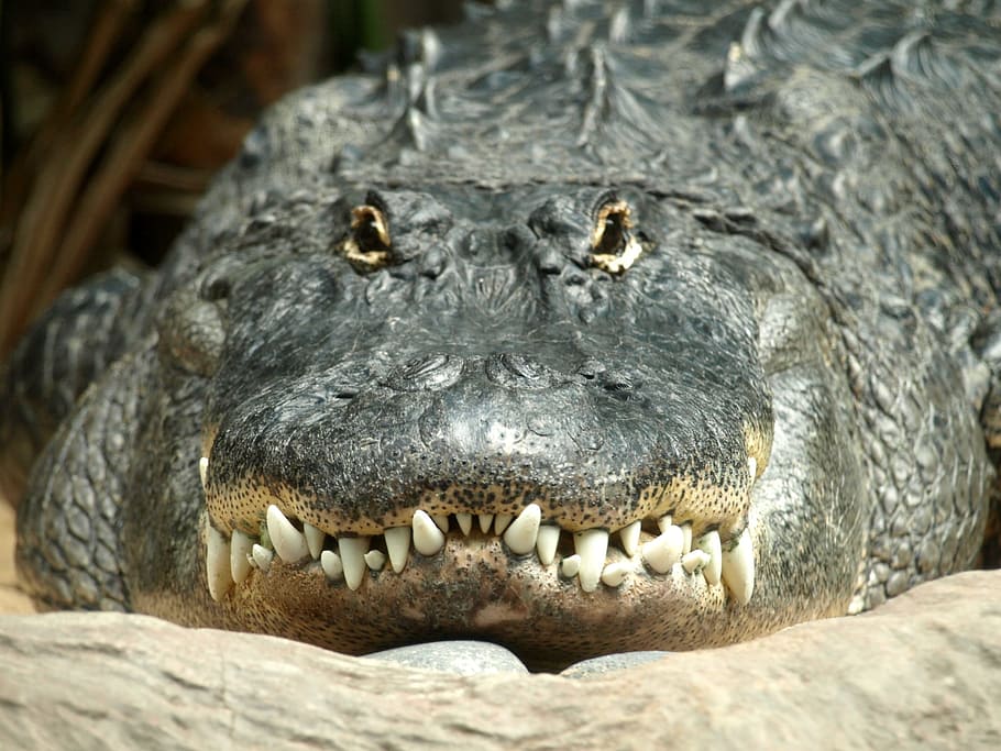 Alligator, Tooth, Reptile, Predator, scale, foot, carnivores HD wallpaper