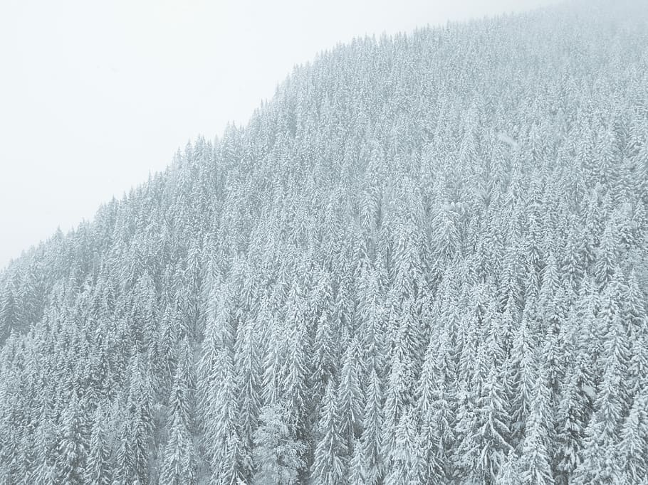 snowy forest on mountainside during daytime, landscape photography of snow-coated pine trees HD wallpaper