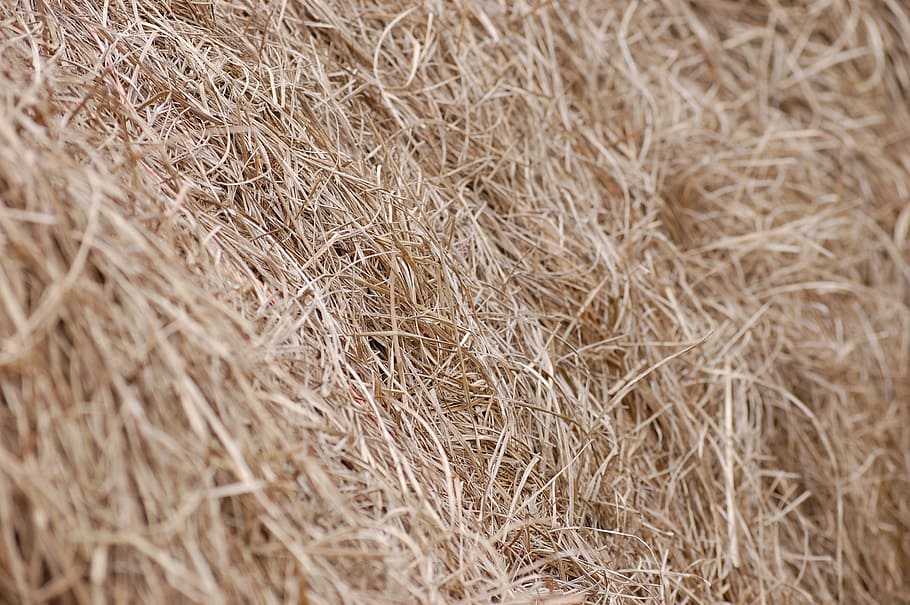 closeup photo of brown hays, field, grass, countryside, farm, HD wallpaper
