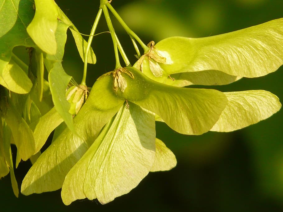 Hd Wallpaper Maple Fruit Tree Green Norway Maple Acer Platanoides Needle Leaf Maple Wallpaper Flare