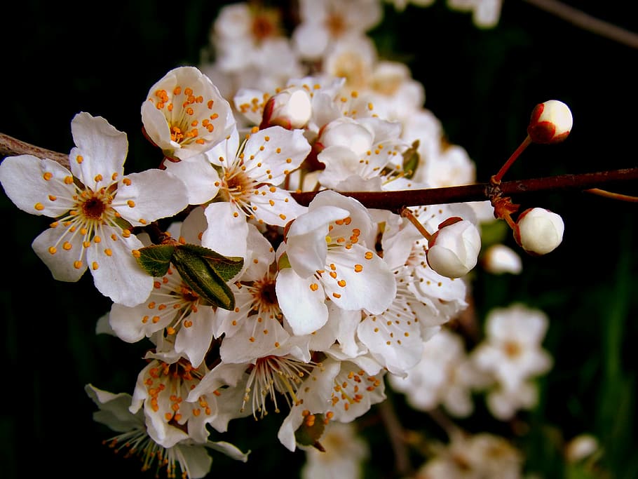 flower, white spring, casey, nature, tree, branch, plant, petal HD wallpaper