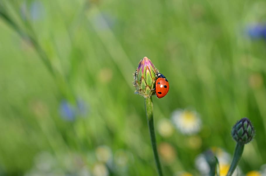 selective focus photography of ladybird on pink petaled flower HD wallpaper