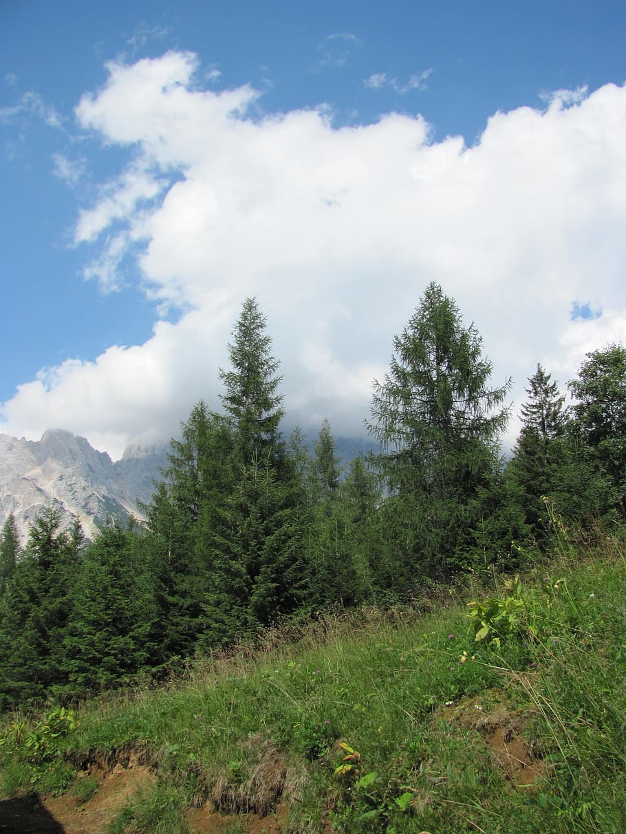 pine, mountain, cadore, belluno, borca, val de cuze, summer HD wallpaper