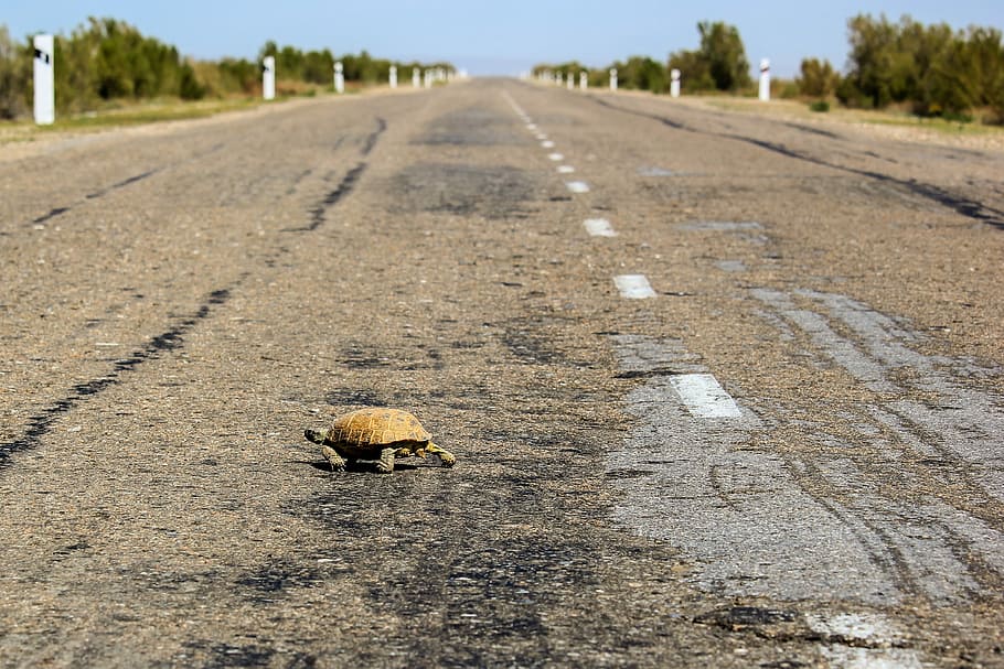 brown and gray tortoise on gray pave road, shell, animals, reptile HD wallpaper