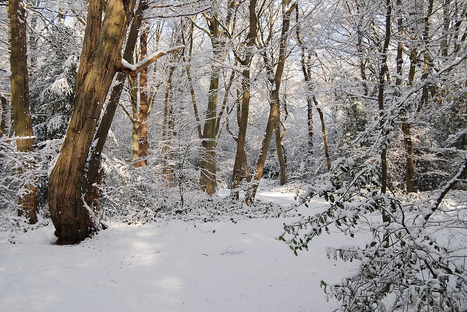 snow covered forest, winter, tree, snowfall, cold, frozen, nature HD wallpaper
