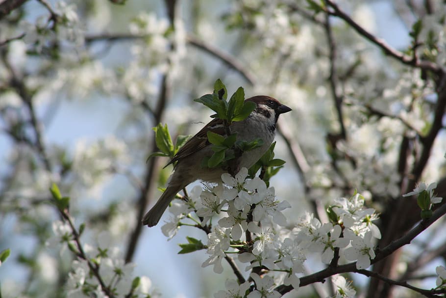 spring, white, bloom, nature, apple tree, leaves, living nature HD wallpaper