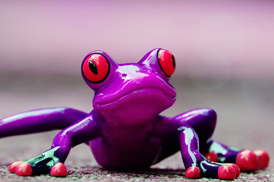 frog, funny, figure, cute, animal, purple, sweet, frog eyes HD wallpaper