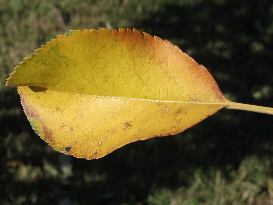 fall, nature, leaf, tree, outdoors, closeup, plant part, autumn HD wallpaper