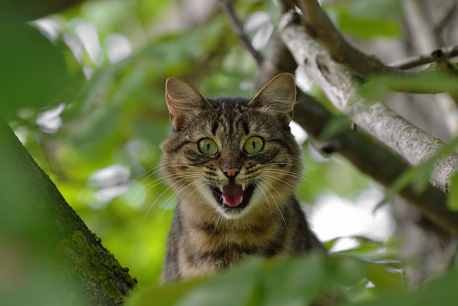 silver tabby cat on the tree brunch, aggression, emotions, fear HD wallpaper
