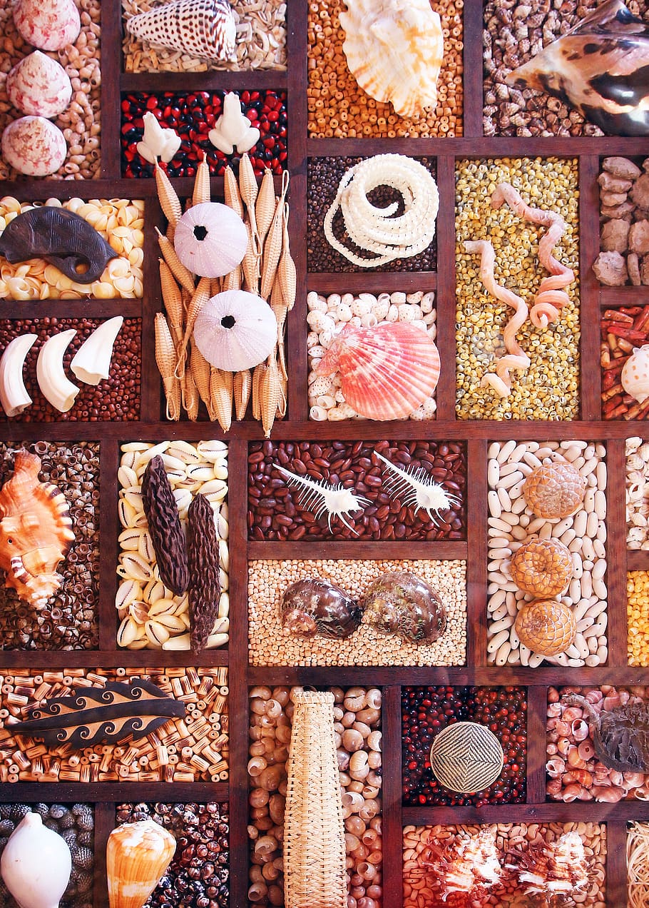 shells, sea, shellfish, seashells, vacation, coast, summer HD wallpaper