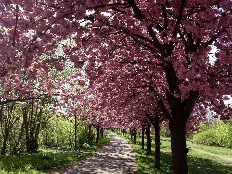 Cherry Blossom, Berlin, Bloom, Spring, pink, mauerpark, tree HD wallpaper