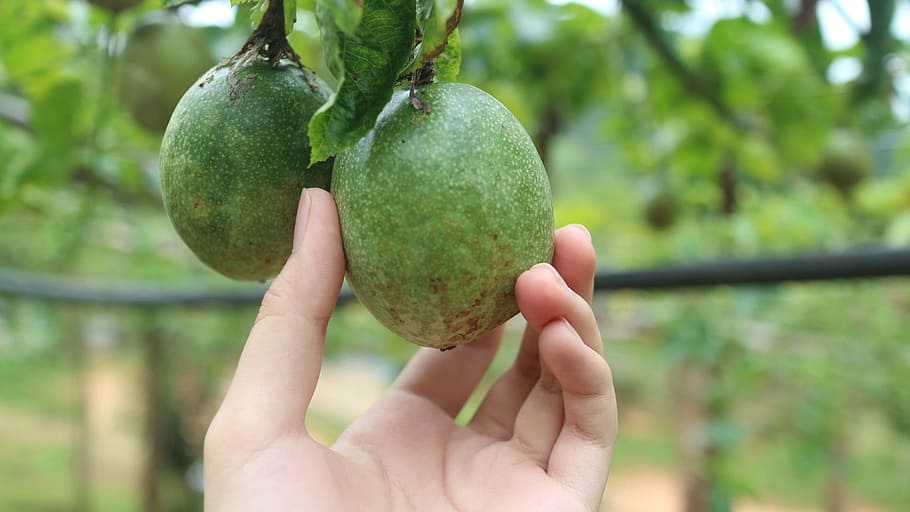 passion, fruit, garden, human hand, food and drink, focus on foreground HD wallpaper