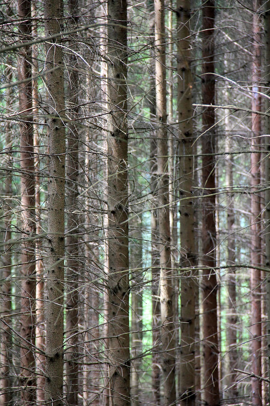 Tree, Forest, Branch, Branches, trees, branch branches, nature HD wallpaper