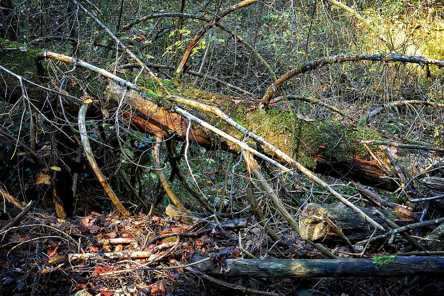 environment, nature, damage, forest, storm, tangle, wood, tree trunks HD wallpaper