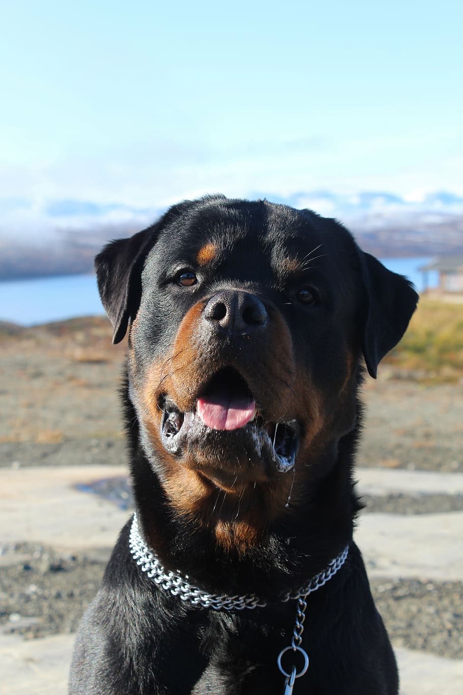 rottweiler, mountain, dog, head, slobber, heavy, canine, domestic