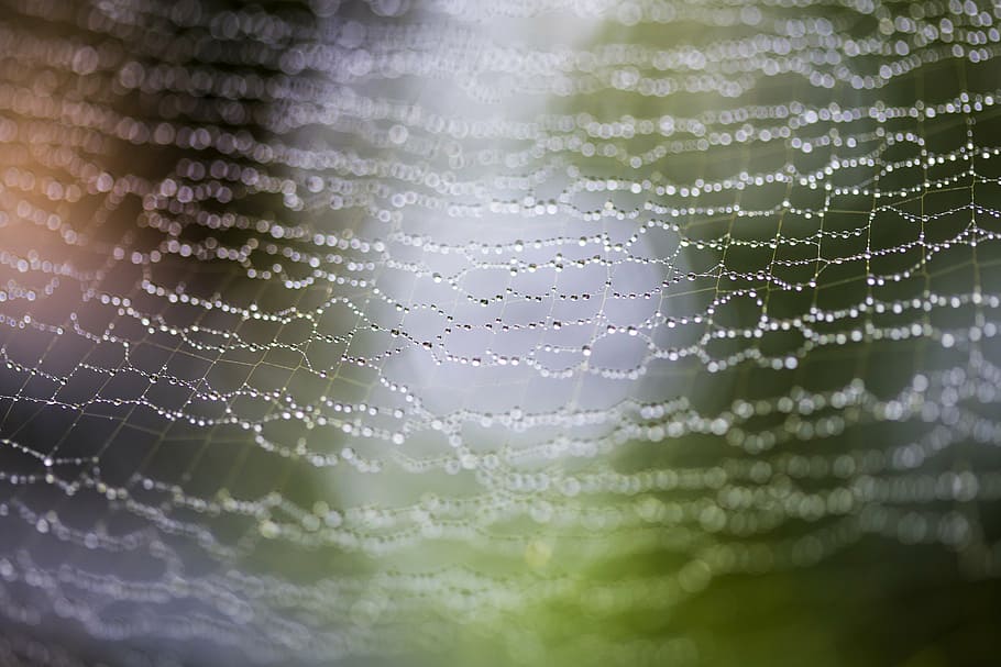 water dew on cobweb macro shot photography, spider, drops, rain HD wallpaper