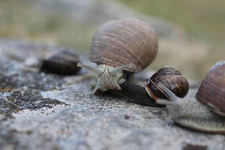 snail, strange, slimy, animal, animal themes, animal wildlife HD wallpaper