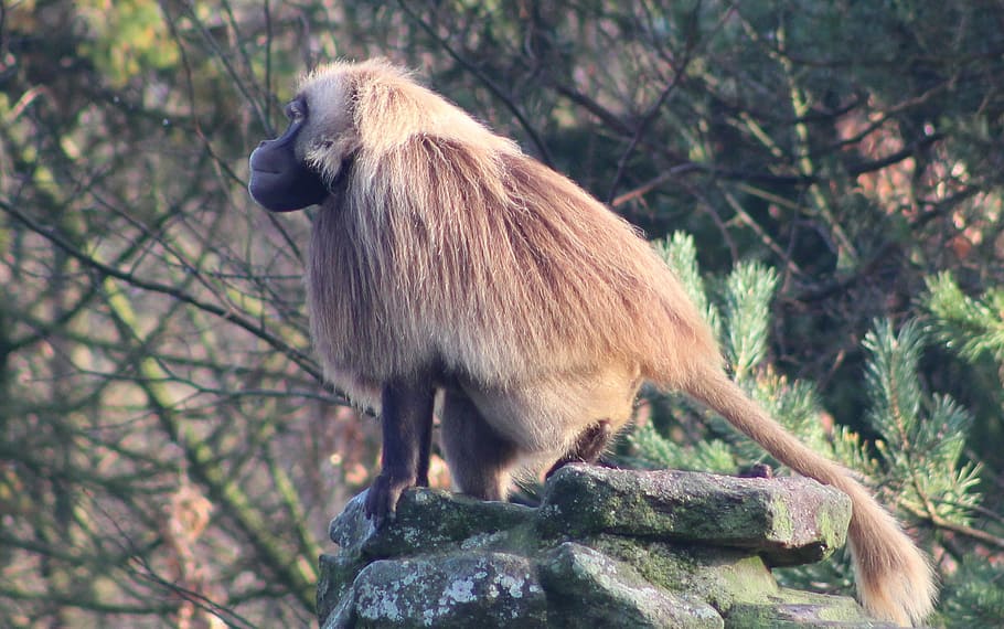 Monkey, Animals, Zoo, Wildlife, one animal, animal wildlife HD wallpaper