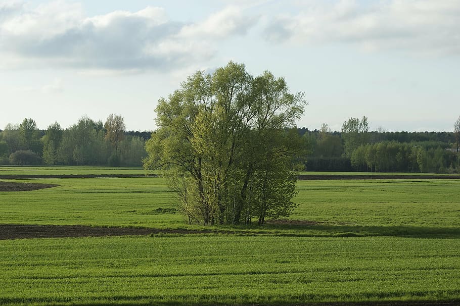 landscape, single tree, green, nature, grass, summer, spring HD wallpaper