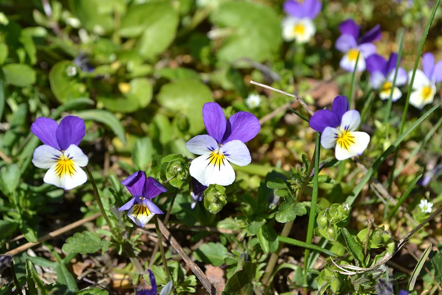 Violets, Nature, Flowers, growth, purple, petal, freshness HD wallpaper