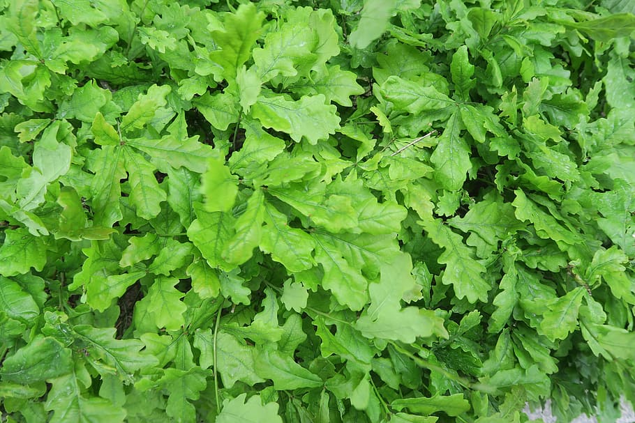 decor, background, swedish plants, green color, leaf, full frame HD wallpaper