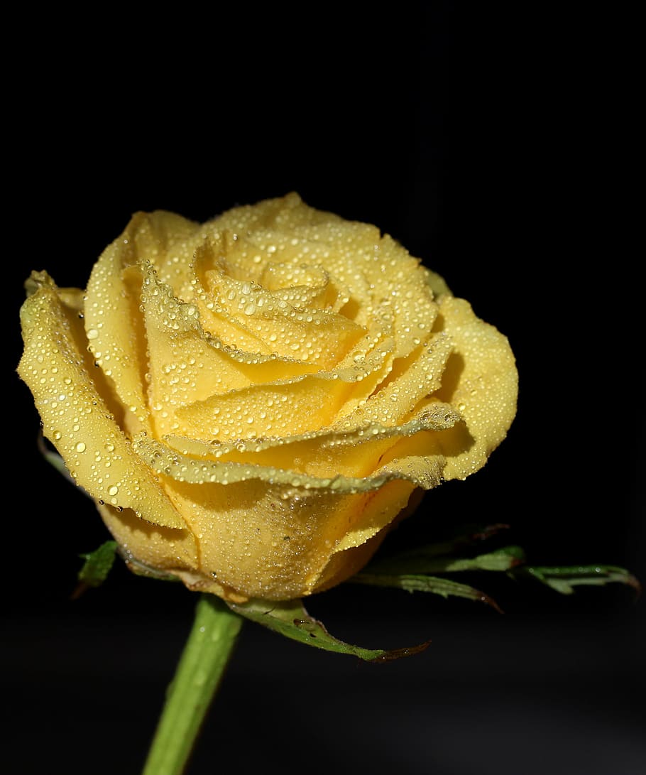 rose, yellow, dew, drops, flower, petals, black background HD wallpaper