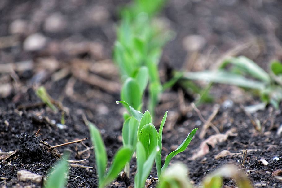 corn, soil, leaf, ground, nature, growth, flora, young, green HD wallpaper