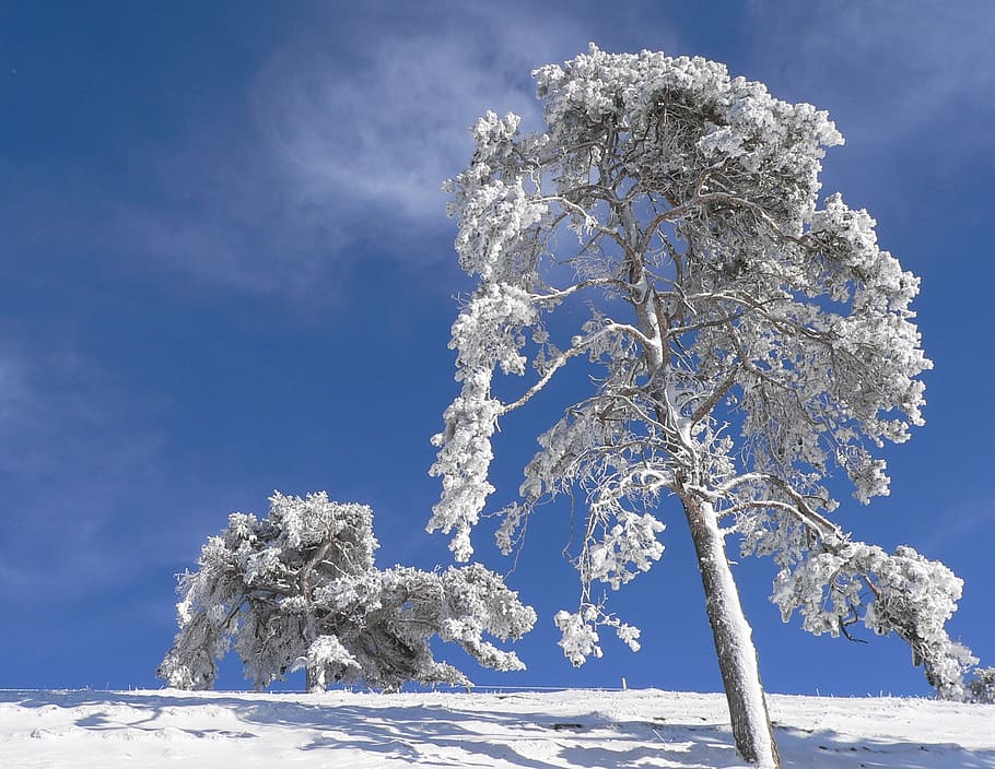 snow, winter, tree, iced, nature, powder snow, snowy, cold temperature HD wallpaper