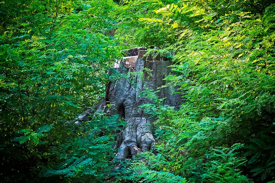 tree, log, forest, nature, wood, thicker stem, tree stump, like HD wallpaper
