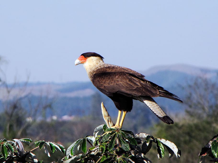 Bird, Hawk, Raptor, Crested, perched, treetop, avian, nature HD wallpaper