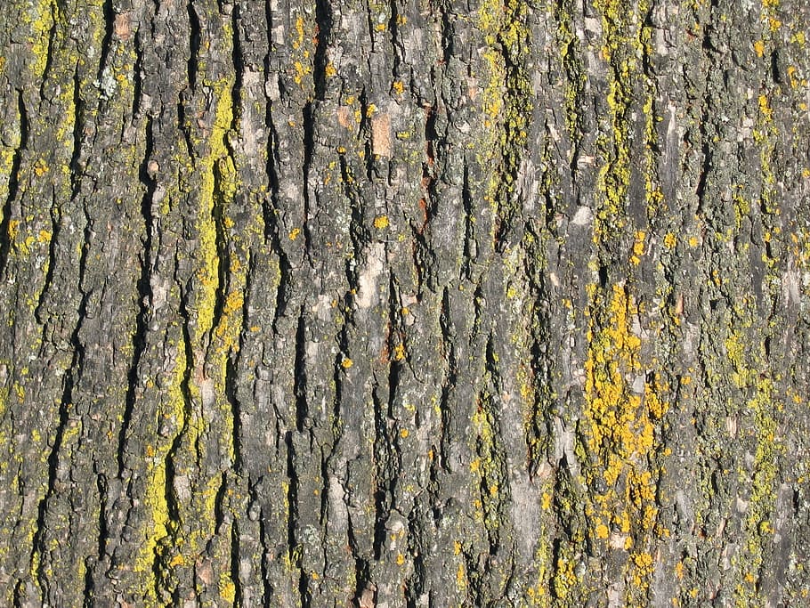 Bark, Tree, Trunk, Nature, Wood, wood bark, texture, textured HD wallpaper