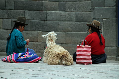 two person sitting on floor with alpaca, cusco, peru, andes HD wallpaper