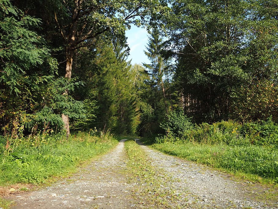 away, rest, forest, nature, landscape, trees, green, walk, mood HD wallpaper