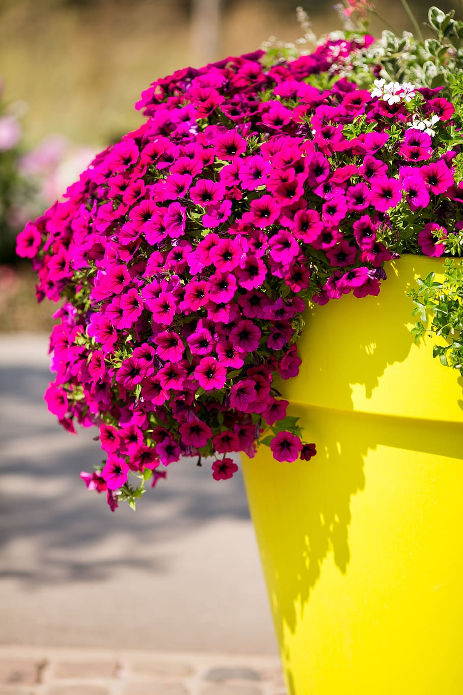 flower, pink, red, blossom, bloom, nature, plant, summer, flowering plant HD wallpaper