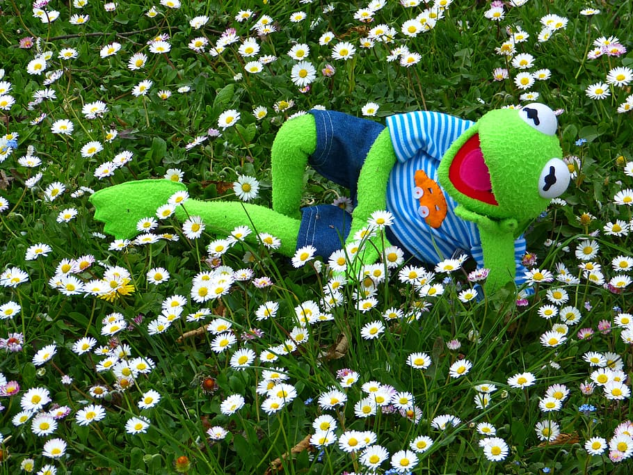 green frog character plush toy on white daisy flower field at daytime HD wallpaper