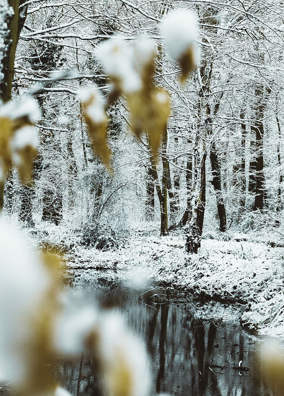 landscape photography of trees in snow, green trees near river at daytime photo HD wallpaper