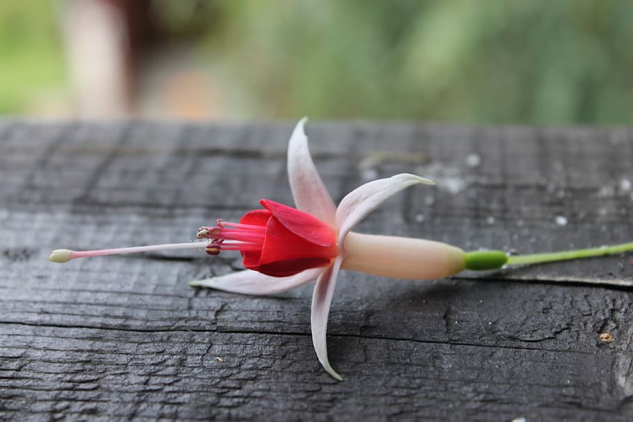 fuchsia, flowers, garden, wood - material, close-up, flowering plant HD wallpaper