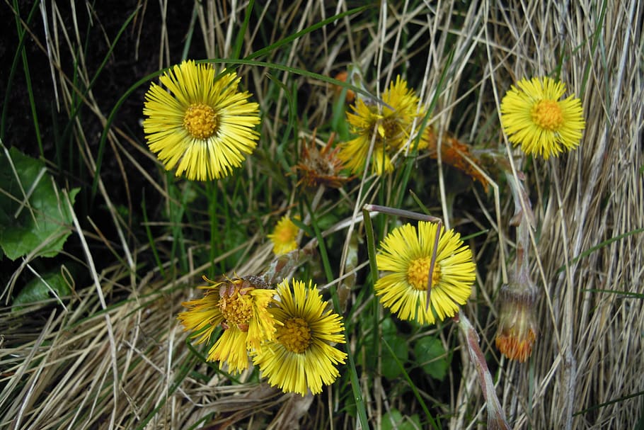 HD wallpaper: tussilago farfara, flower, flowers, nature, plant, spring