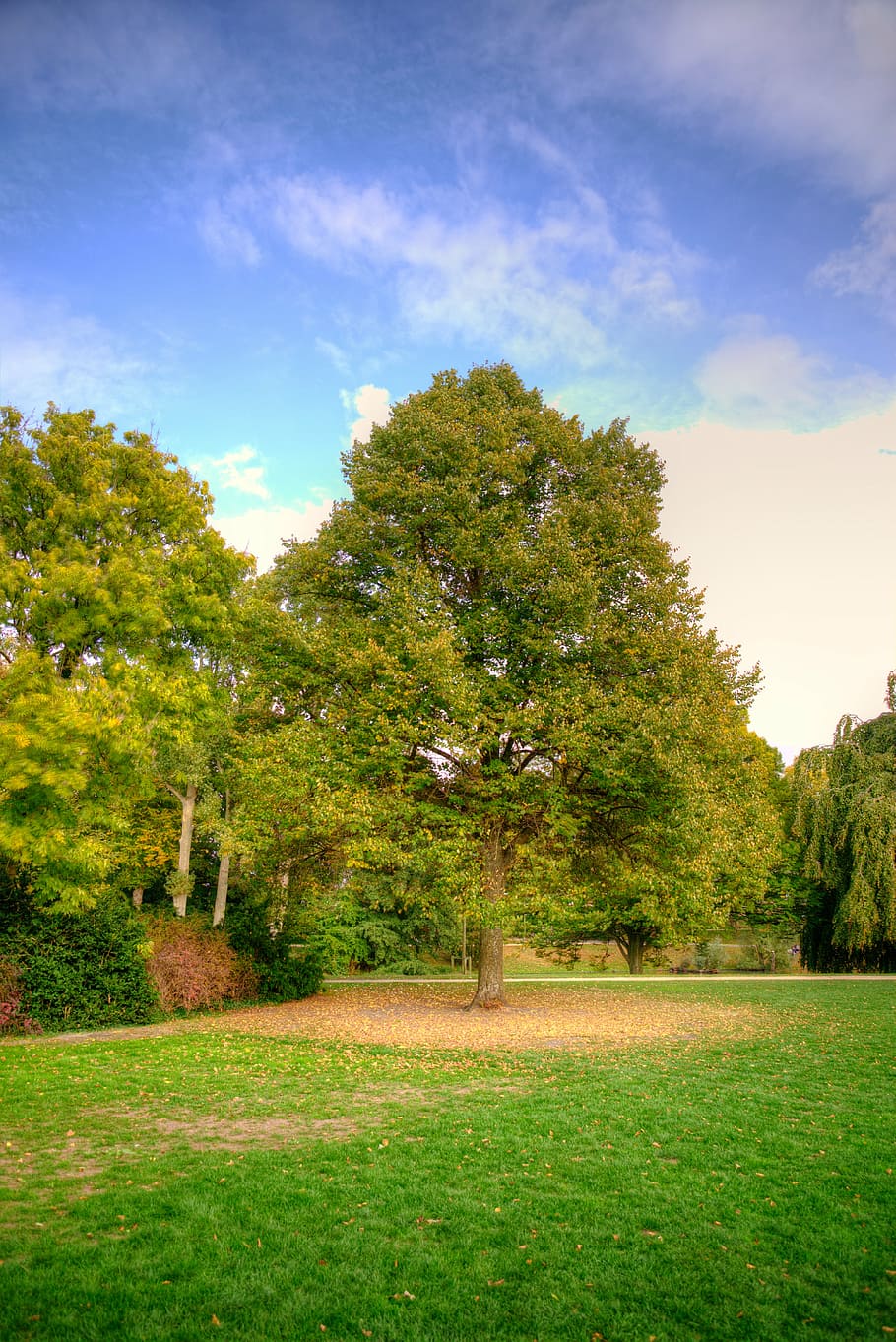 tree, autumn, fall, leaves, nature, landscape, forest, foliage HD wallpaper