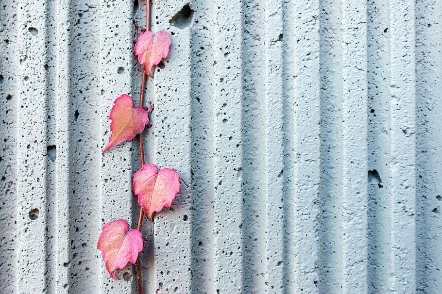 four pink leaves on pavement, white, wall, leaf, vine, plant HD wallpaper