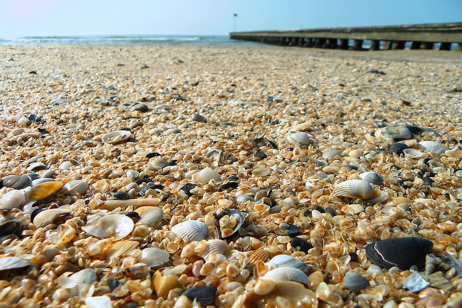 sea, beach, jetty, shells, land, water, beauty in nature, sky HD wallpaper